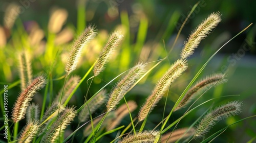 Tall grass under sunlight