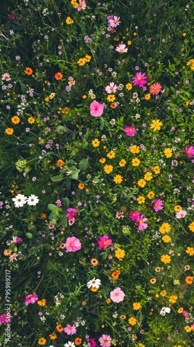 Aerial top down view of Flower field flower outdoors nature.
