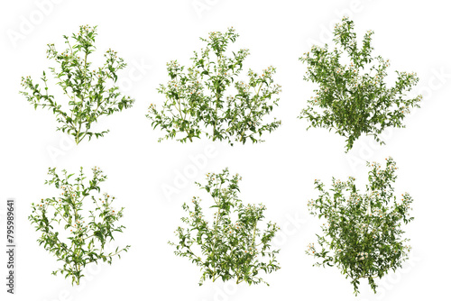 3D render various types of flowers and ivy on transparent background. photo