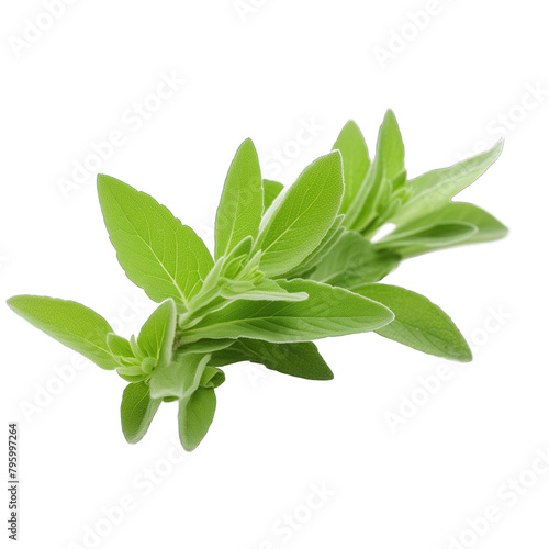 stevia herb closeup in pure white background photo