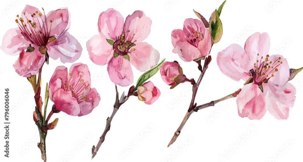 Cherry blossom branch with sakura flower. Sakura on white background. Cherry blossom flower blooming vector. Cherry blossom branch with sakura flower. Sakura on white background. Cherry blossom flower blooming vector.