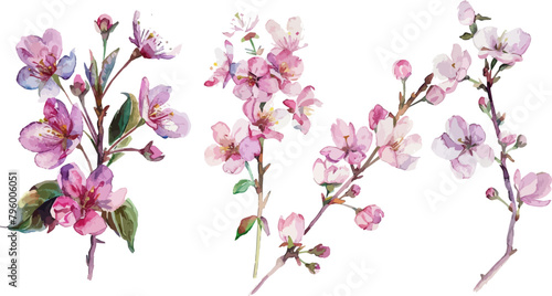 Cherry blossom branch with sakura flower. Sakura on white background. Cherry blossom flower blooming vector.