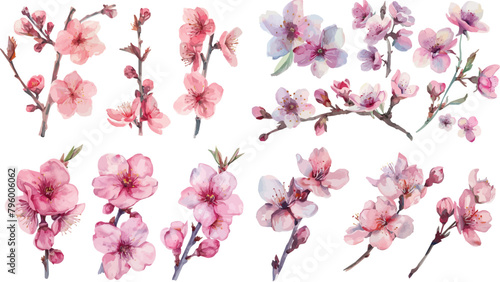 Sakura blossom branch. Cherry blossom branch, flower petal illustration