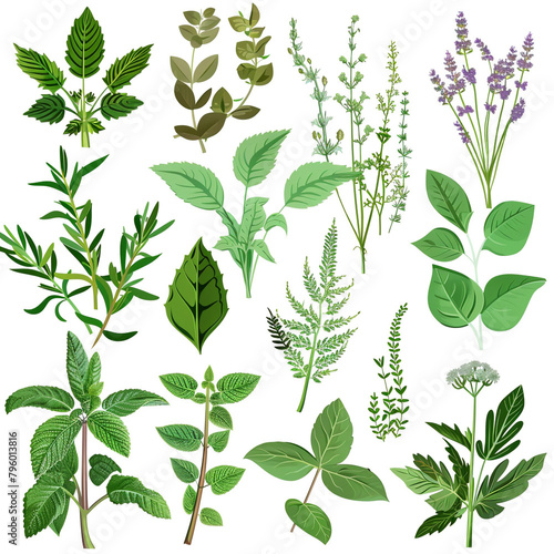 Herb Haven Clipart Collection On white background