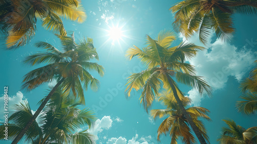 Palm trees on the blue sky background with the shining sun