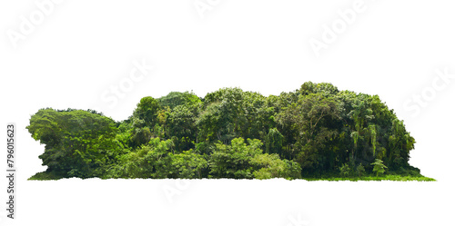 group green tree isolate on white background. Cutout tree line. Row of green trees and shrubs in summer isolated on white background. ForestScene. High quality clipping mask. Forest and green foliage.