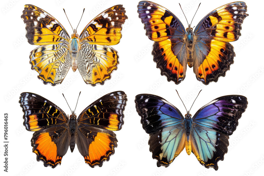 Set of Butteflies Set of Butteflies