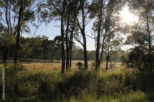 Quadro em tela Sun rays penetrating the foliage of trees in Australian bushland
