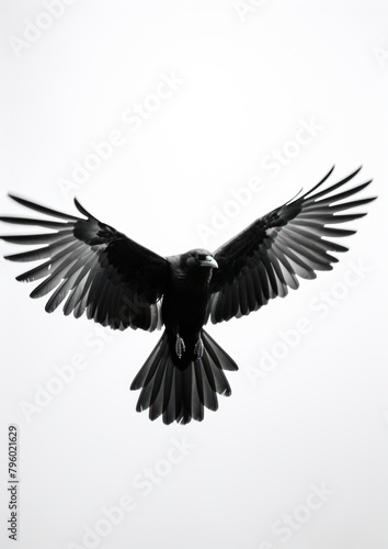Flying animal black bird.