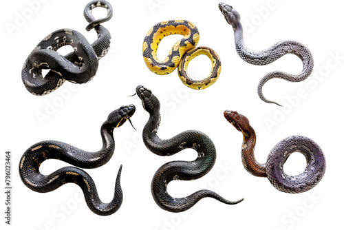 Snake Set Poses