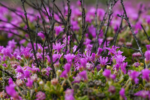 Purple Drosanthemum Floribundum flowering between dried black twigs photo