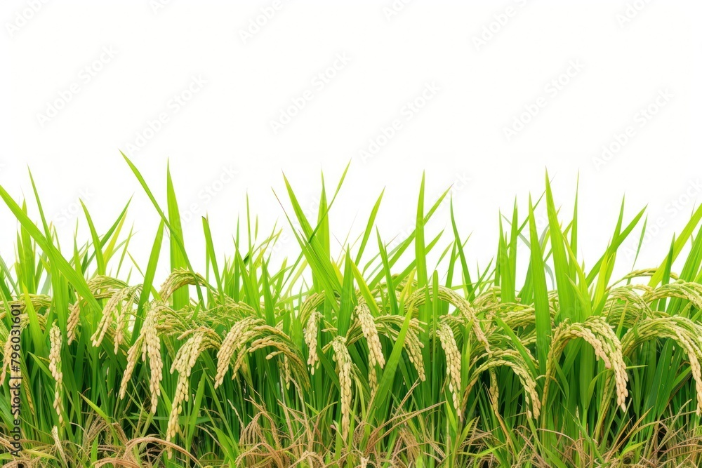 Fototapeta premium Rice field nature agriculture backgrounds.