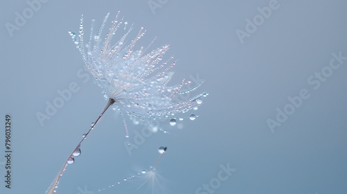 Delicate Dandelion Seed Adorned with Morning Dew Drops  Macro Nature