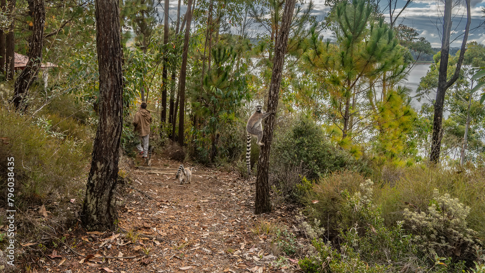 Cute ring-tailed catta lemurs frolic in the forest. Animals endemic to Madagascar climb trees, run along a dirt path. The walking man is visible from the back. Mantasoa. Lemur Island. Nosy Soa Park Cute ring-tailed catta lemurs frolic in the forest. Animals endemic to Madagascar climb trees, run along a dirt path. The walking man is visible from the back. Mantasoa. Lemur Island. Nosy Soa Park