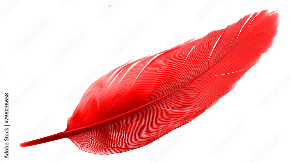 COLOR feather on a transparent background COLOR feather on a transparent background
