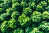 Vista de un dron en bosque verde