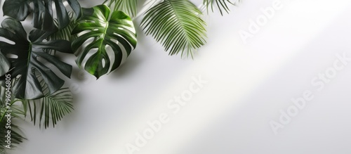 Fototapeta Naklejka Na Ścianę i Meble -  decorating empty space with green plants in pots