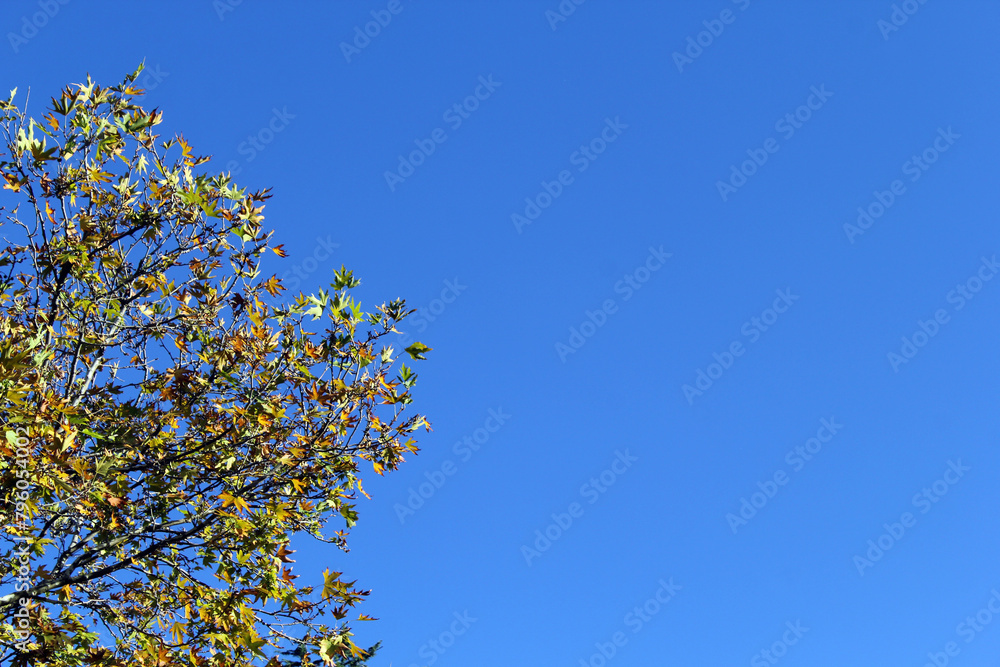Tree with green and yellow leaves against a blue sky background Tree with green and yellow leaves against a blue sky background
