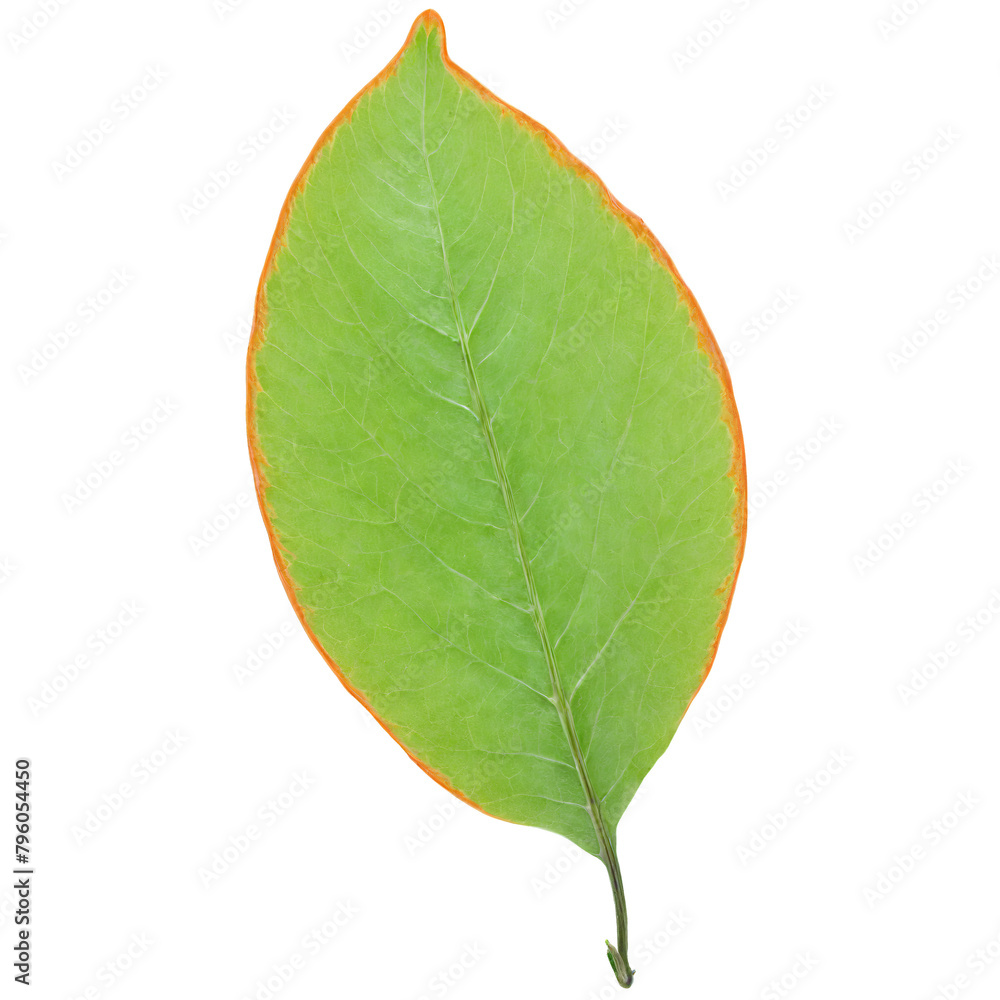Obraz premium Honeysuckle Leaf oval orange leaf with smooth edges and a slightly wavy texture falling gracefully