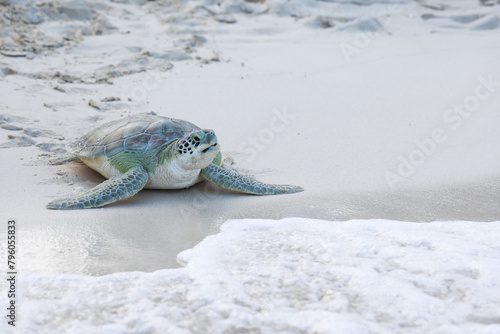 Young green turtle on white sand beach crawling back to sea in the Caribbean, Grand Cayman