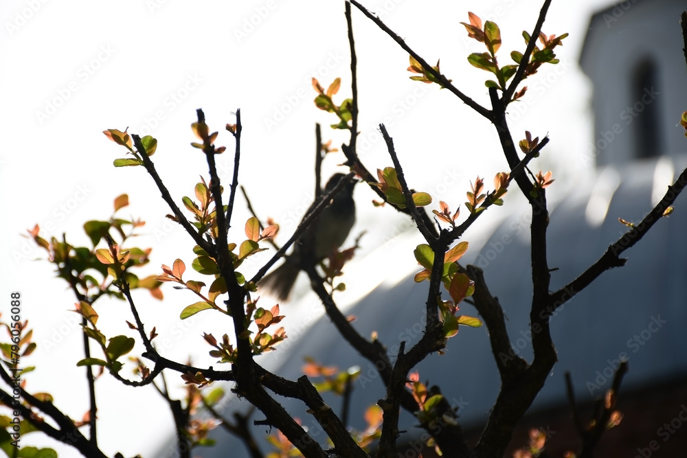 Nature's Harmony: Blurred Bird Behind Branch Nature's Harmony: Blurred Bird Behind Branch