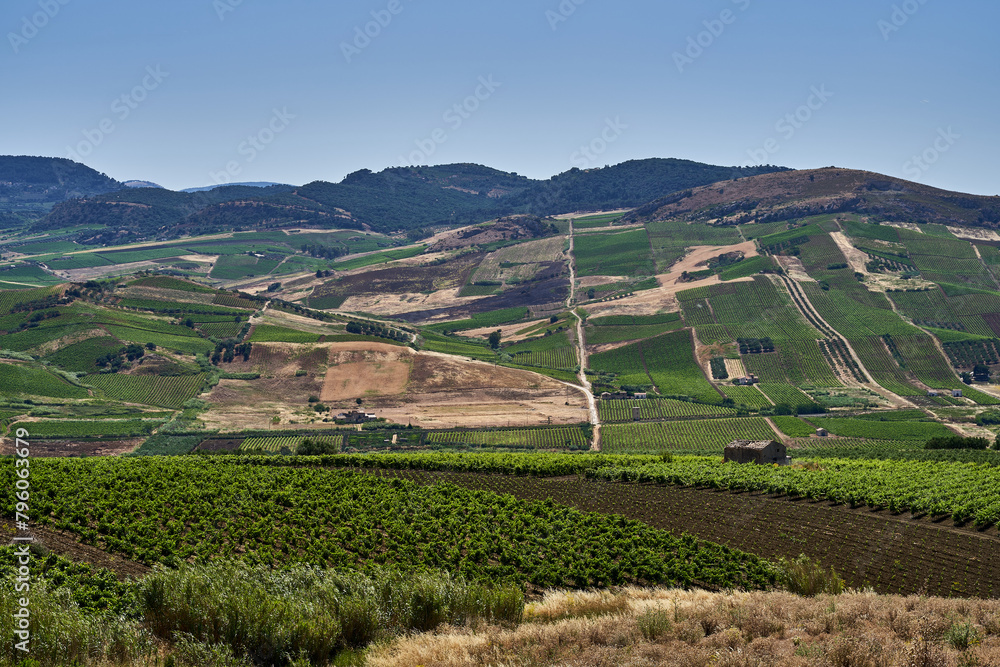 Wineyards in Sicilian rural area