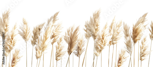 Sculptural pampas grass displaying its tall, fluffy seed heads, ideal for dry landscapes and floral arrangements, isolated on transparent background photo