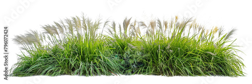 Ornamental grass bed designed for visual interest with species like pampas and fountain grass, adding texture and movement, isolated on transparent background