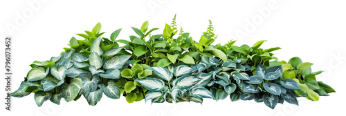 Hosta bed displaying a variety of leaf patterns and colors, from deep green to variegated whites and blues, ideal for shade gardens, isolated on transparent background photo