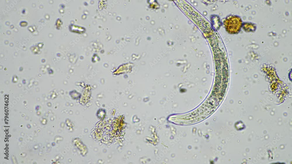soil microorganisms including nematode, microarthropods, micro ...