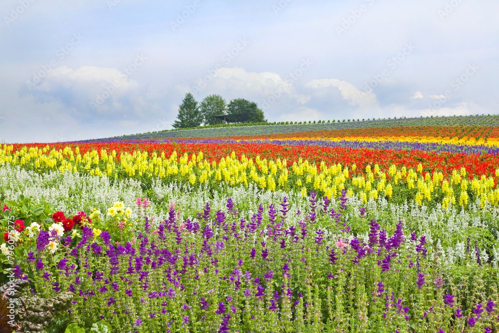 Kanno Flower Gardens in Biei town, Hokkaido, Japan. Kanno Flower Gardens in Biei town, Hokkaido, Japan.