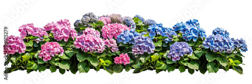 Hydrangea bed showing a gradient of colors from pink to blue, depending on soil pH, isolated on transparent background photo