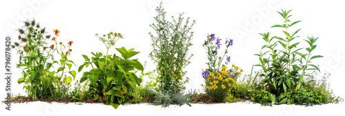 set of herb gardens featuring flowers, where culinary herbs are intermingled with edible blooms, isolated on transparent background