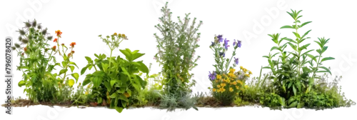 Panel kuchenny z motywem set of herb gardens featuring flowers, where culinary herbs are intermingled with edible blooms, isolated on transparent background