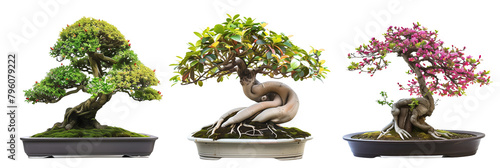 set of arrangements of bonsai trees, each paired with blooming underplants, isolated on transparent background photo