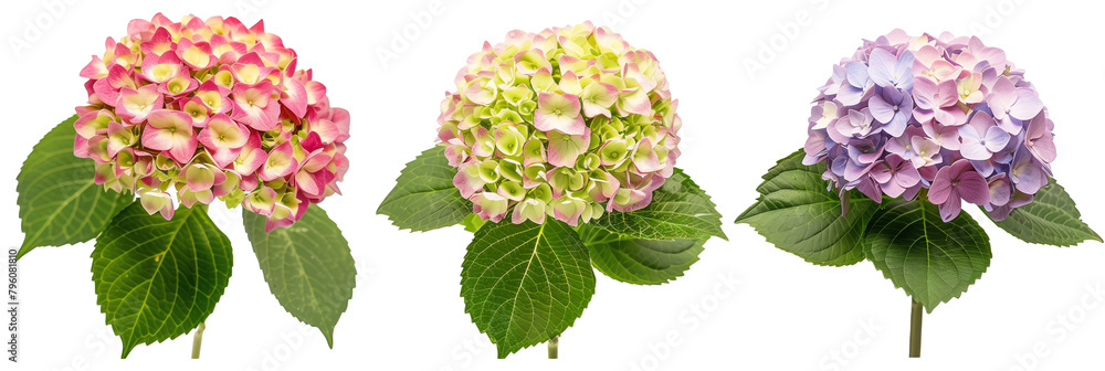 set of hydrangea clusters, each with distinct shades and leaf backdrops, isolated on transparent background set of hydrangea clusters, each with distinct shades and leaf backdrops, isolated on transparent background