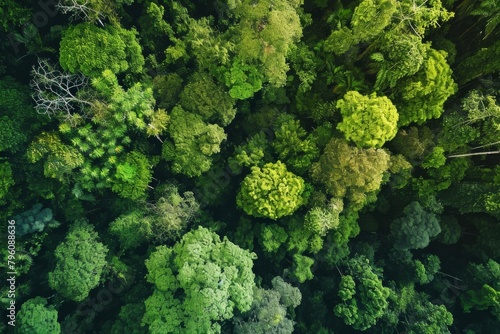 Sustainability net zero carbon negative forest nature Biodiversity Diversity concept, AI generated