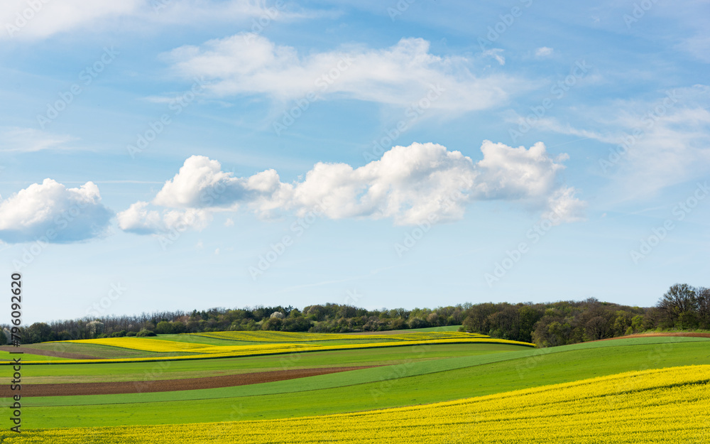 Fototapeta premium Yellow rape field on blue sky background. Landscape photography