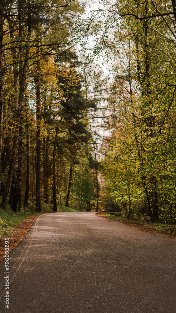 Road in the autumn forest. Spring landscape with road and trees. Road in the autumn forest. Spring landscape with road and trees.