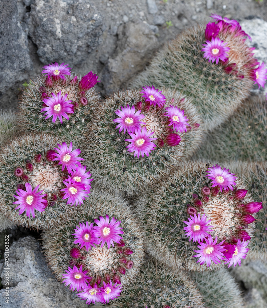 Mammillaria spinosissima, also known as the spiny pincushion cactus, is ...