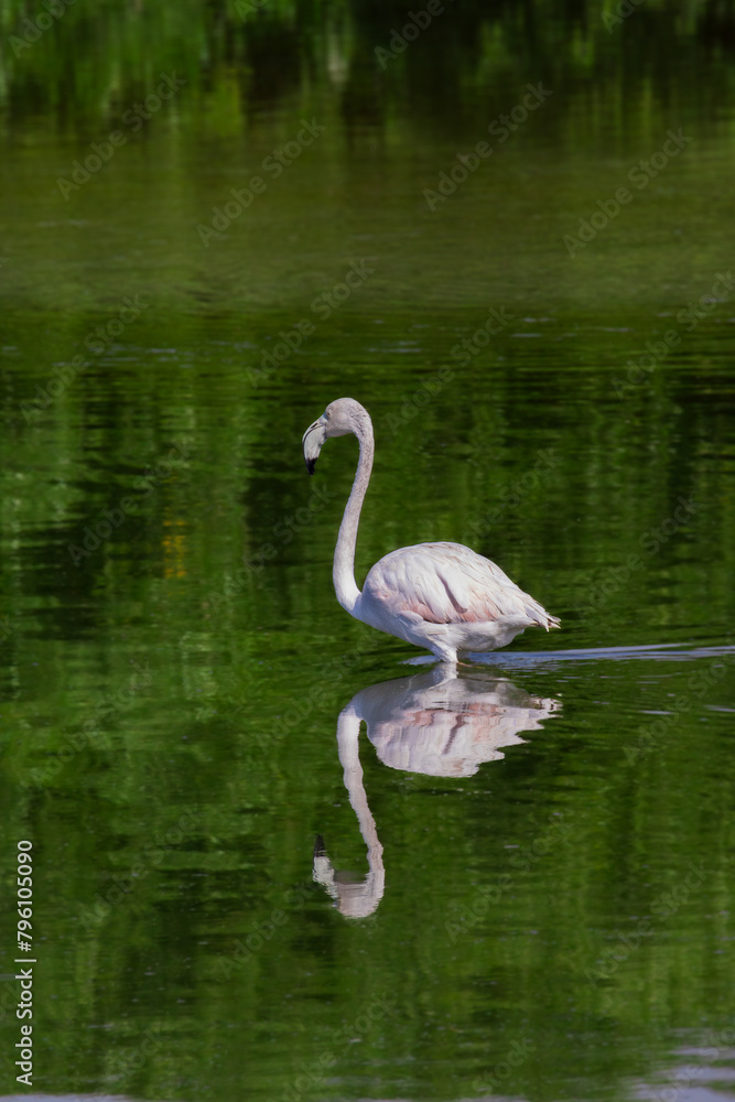 Fototapeta premium flamingo in the lake