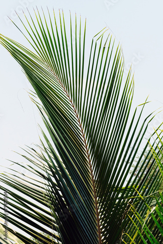 palm tree leaves