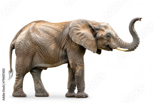 An elephant with its trunk raised, isolated on a white background