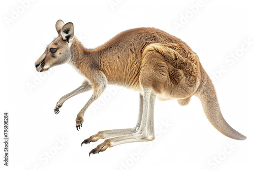 A kangaroo mid-hop  isolated on a white background