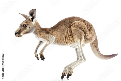 A kangaroo mid-hop, isolated on a white background