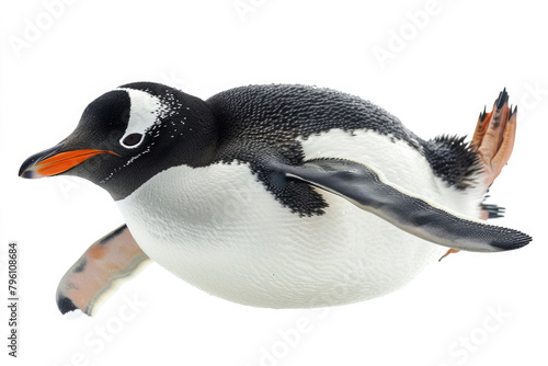 A penguin sliding on its belly, isolated on a white background photo