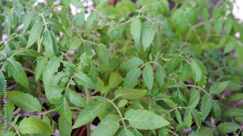 Tomato seedlings for planting in the garden in the spring. Home garden Tomato seedlings for planting in the garden in the spring. Home garden