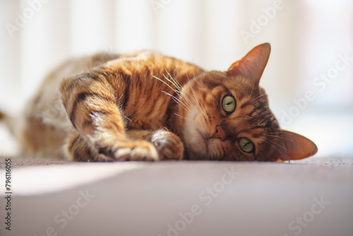 Cute lazy bengal cat laying on white floor in white interior, closeup portrait.