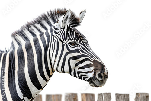 A zebra in profile  isolated on a white background