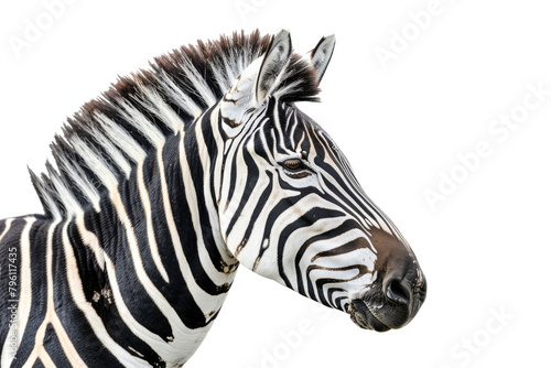 A zebra in profile, isolated on a white background © Veniamin Kraskov